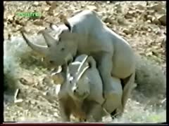 Amateur videographer captures 2 rhinos fucking in this zoo sex clip